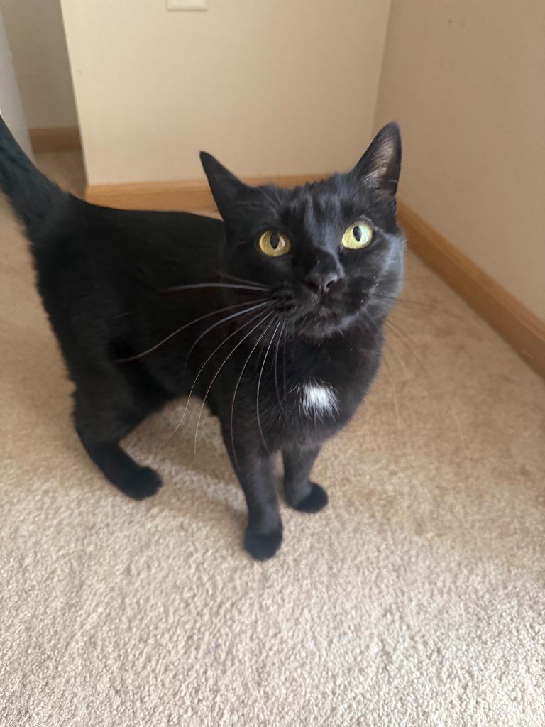 Enlarge Salad, a Adoptable mixed breed in Minot, ND image 6/6