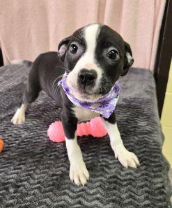 Enlarge Dolly, a ADOPTABLE mixed breed in Bucyrus, OH image 2/4