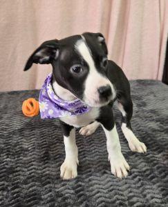 Enlarge Dolly, a ADOPTABLE mixed breed in Bucyrus, OH image 4/4