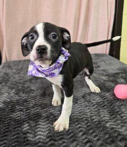 Enlarge Dolly, a ADOPTABLE mixed breed in Bucyrus, OH image 1/4