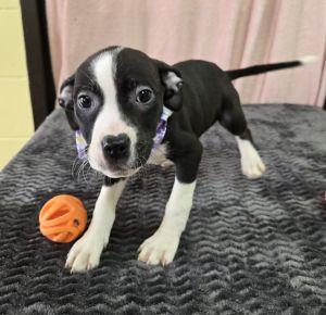 Enlarge Dolly, a ADOPTABLE mixed breed in Bucyrus, OH image 3/4