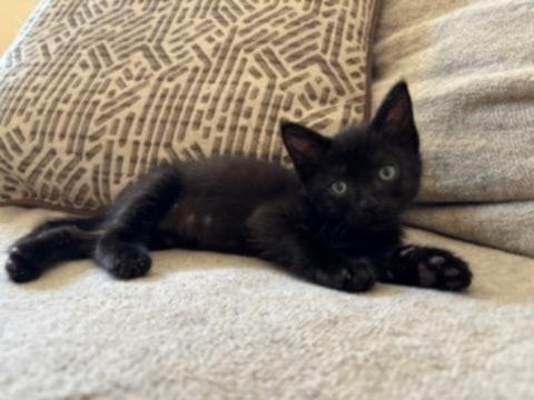 Enlarge Button, a Adopted Domestic Short Hair in Alvin, TX image 1/6