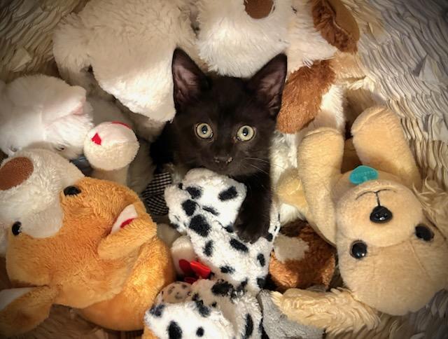 Enlarge Button, a Adopted Domestic Short Hair in Alvin, TX image 4/6