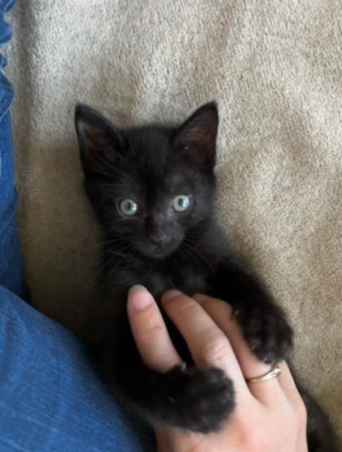 Enlarge Button, a Adopted Domestic Short Hair in Alvin, TX image 6/6