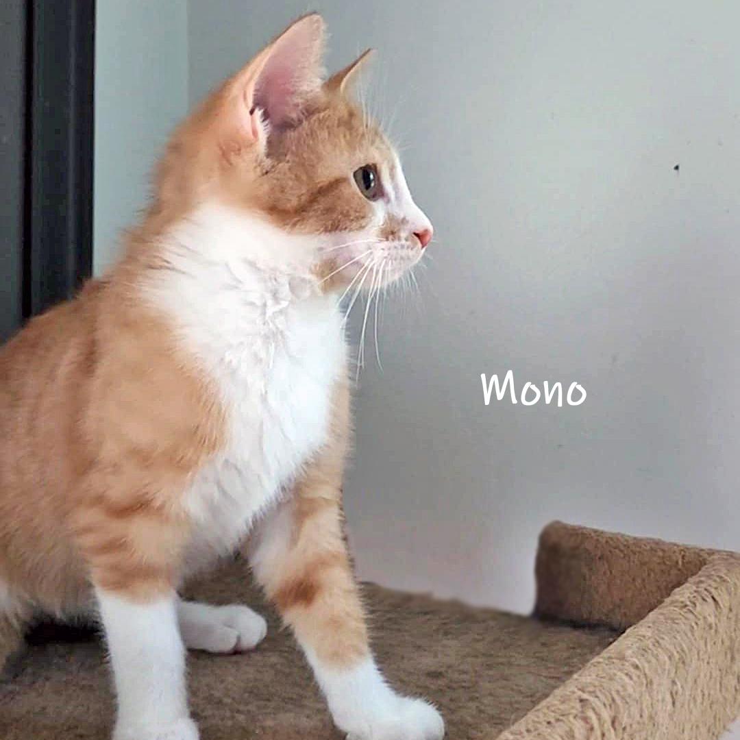 Enlarge Mono, a Adoptable Domestic Short Hair in Chicago, IL image 2/2