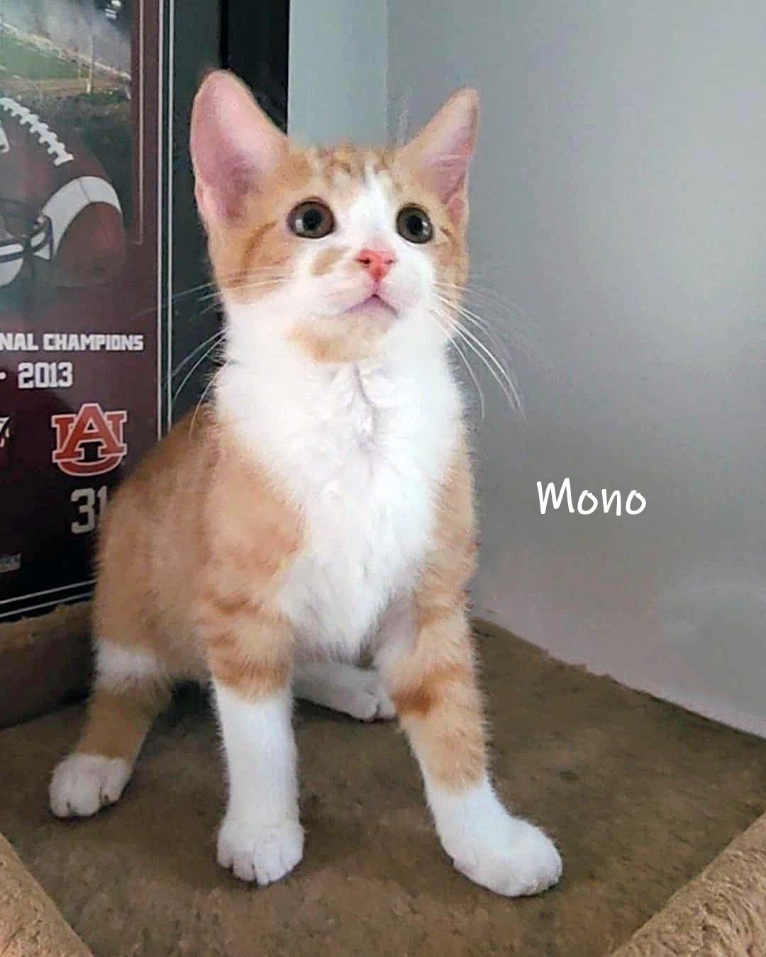 Mono, Adoptable, Kitten Male Domestic Short Hair.