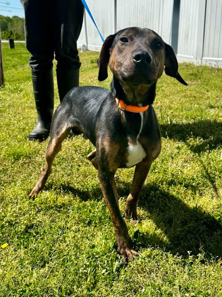 Avi, Adoptable, Young Male Plott Hound.