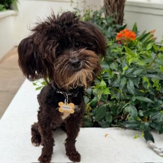 Enlarge FRANCO, an adopted Maltipoo in Santa Monica, CA image 2/4