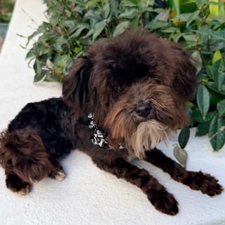 Enlarge FRANCO, an adopted Maltipoo in Santa Monica, CA image 3/4