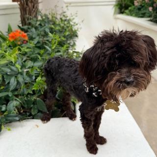 Enlarge FRANCO, an adopted Maltipoo in Santa Monica, CA image 4/4