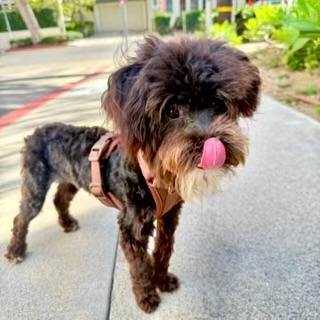 FRANCO, adopted, Young Male Maltipoo.