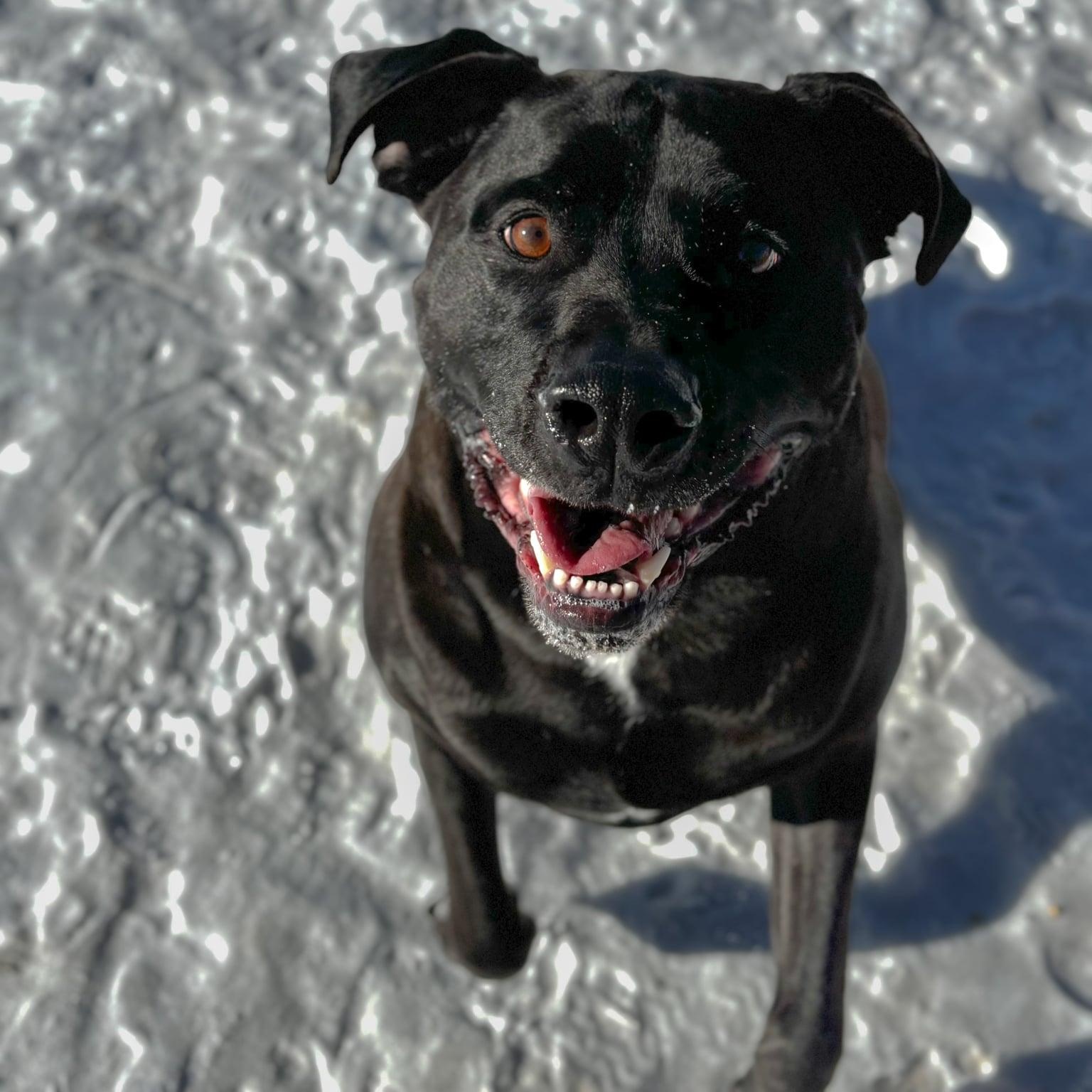 Enlarge Duke, a ADOPTABLE mixed breed in Hutchinson, MN image 2/2