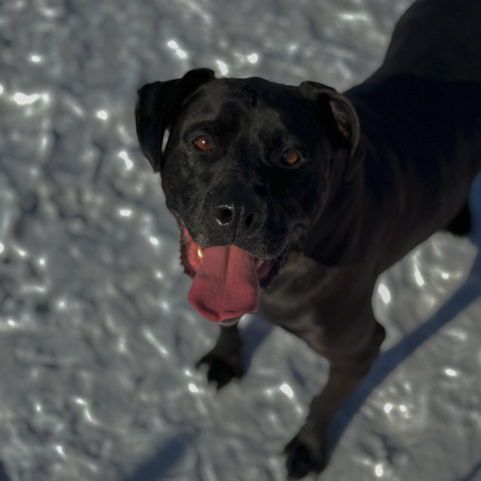 Enlarge Duke, a ADOPTABLE mixed breed in Hutchinson, MN image 1/2