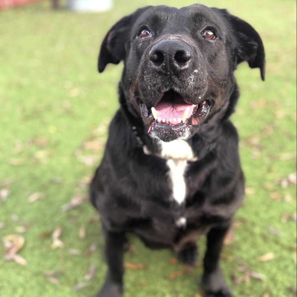 Enlarge Sunny, a Adoptable mixed breed in Buellton, CA image 1/6