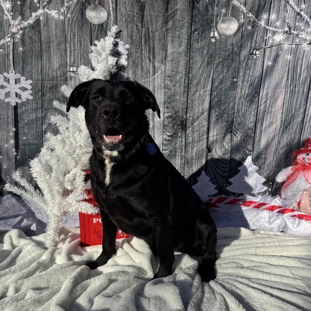 Sunny, Adoptable, Adult Female Labrador Retriever & Great Pyrenees.