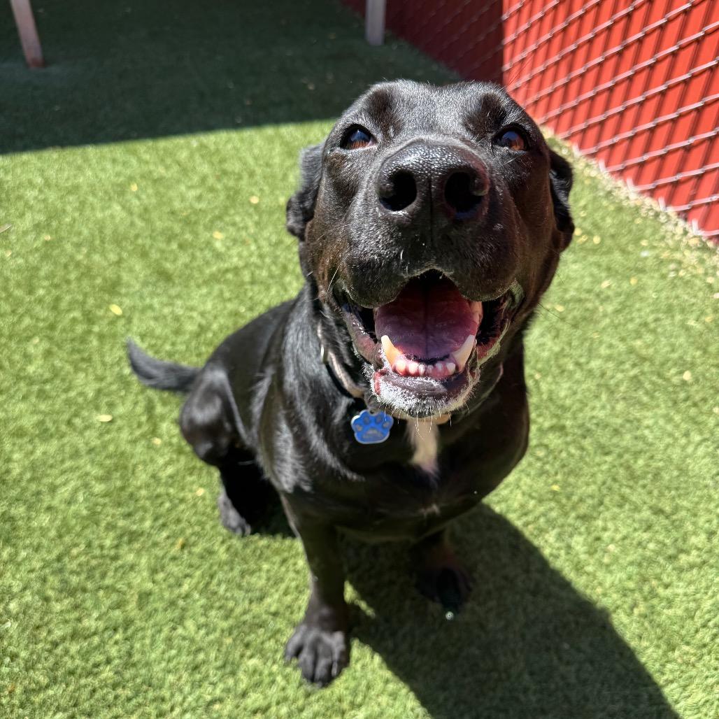 Enlarge Sunny, a Adoptable mixed breed in Buellton, CA image 4/6