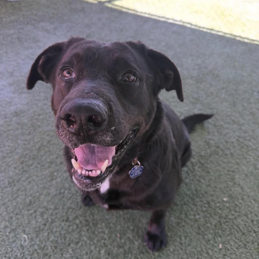 Enlarge Sunny, a Adoptable mixed breed in Buellton, CA image 6/6