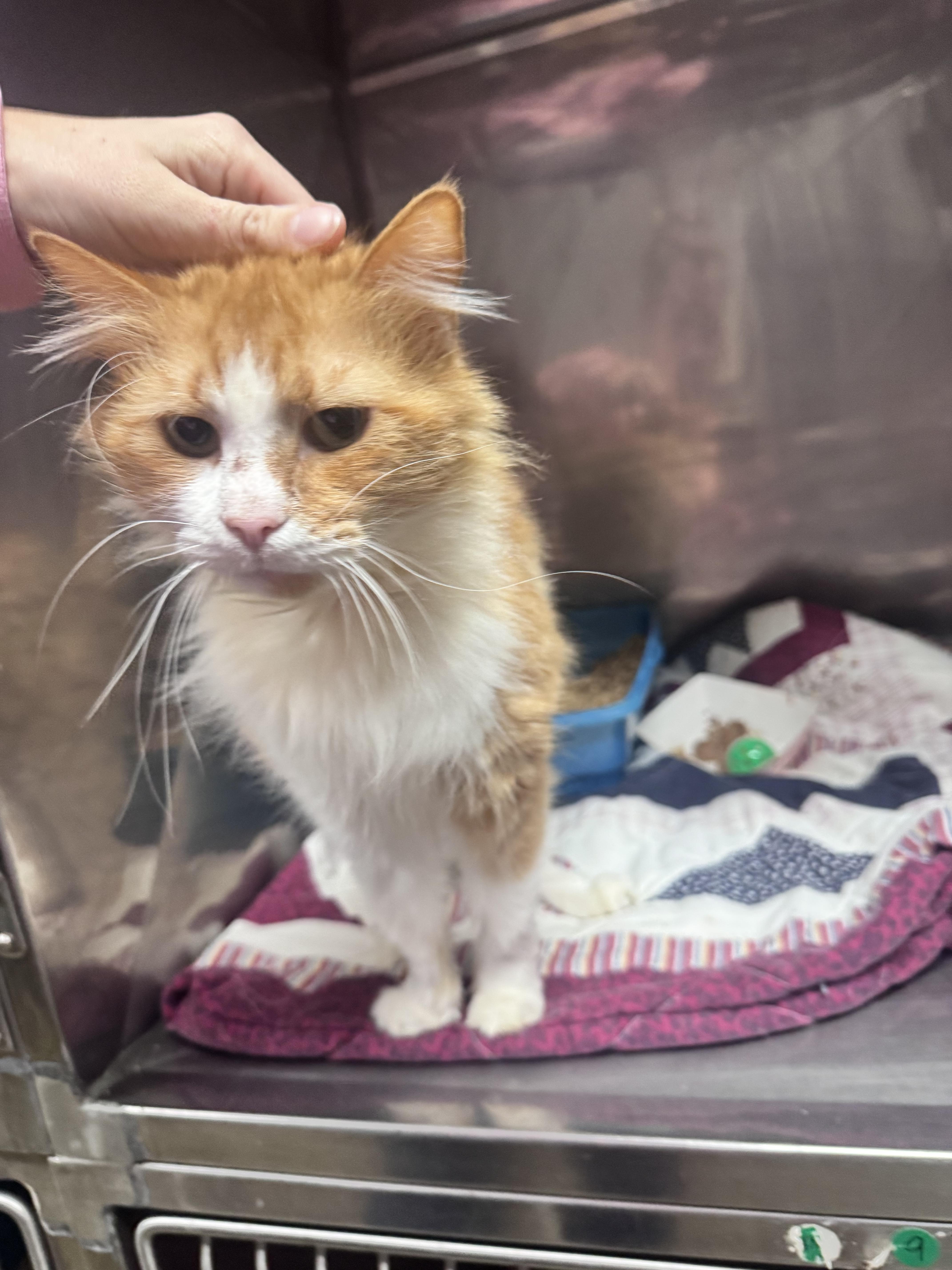 Ambrose, adopted, Adult Female Domestic Long Hair.