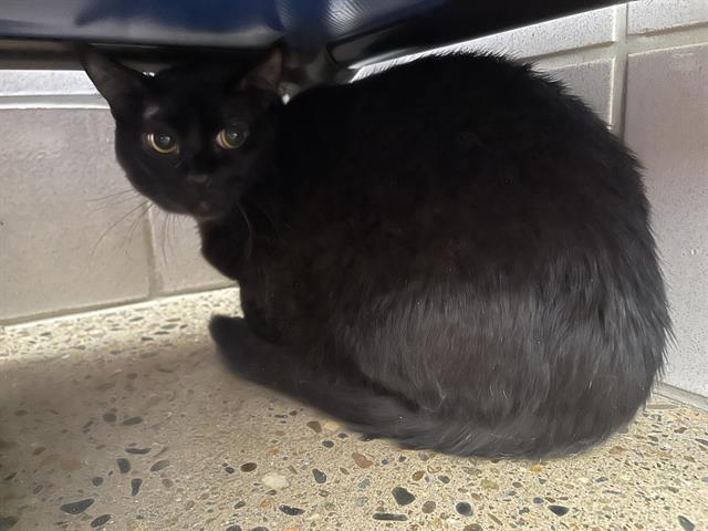 ROCKY, Adoptable, Adult Male Domestic Short Hair.