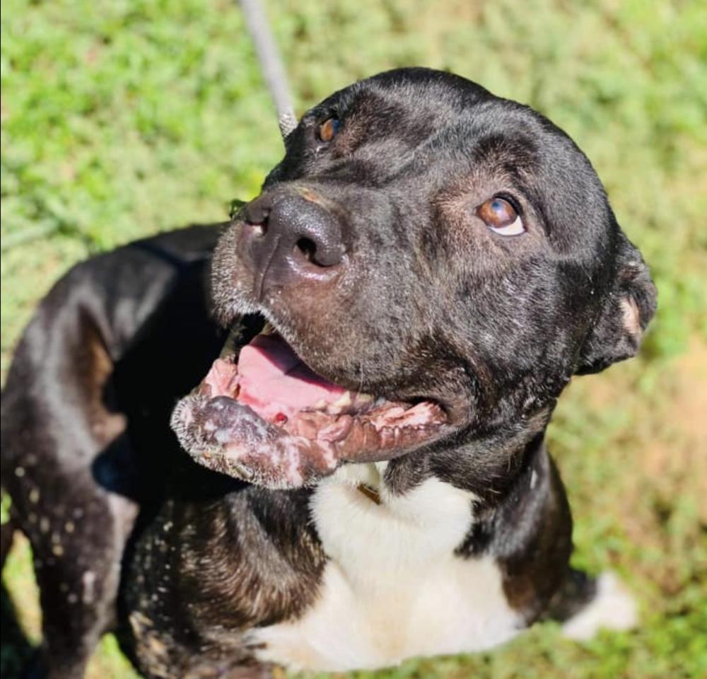 Ryder, Adopted, Senior Male American Staffordshire Terrier.