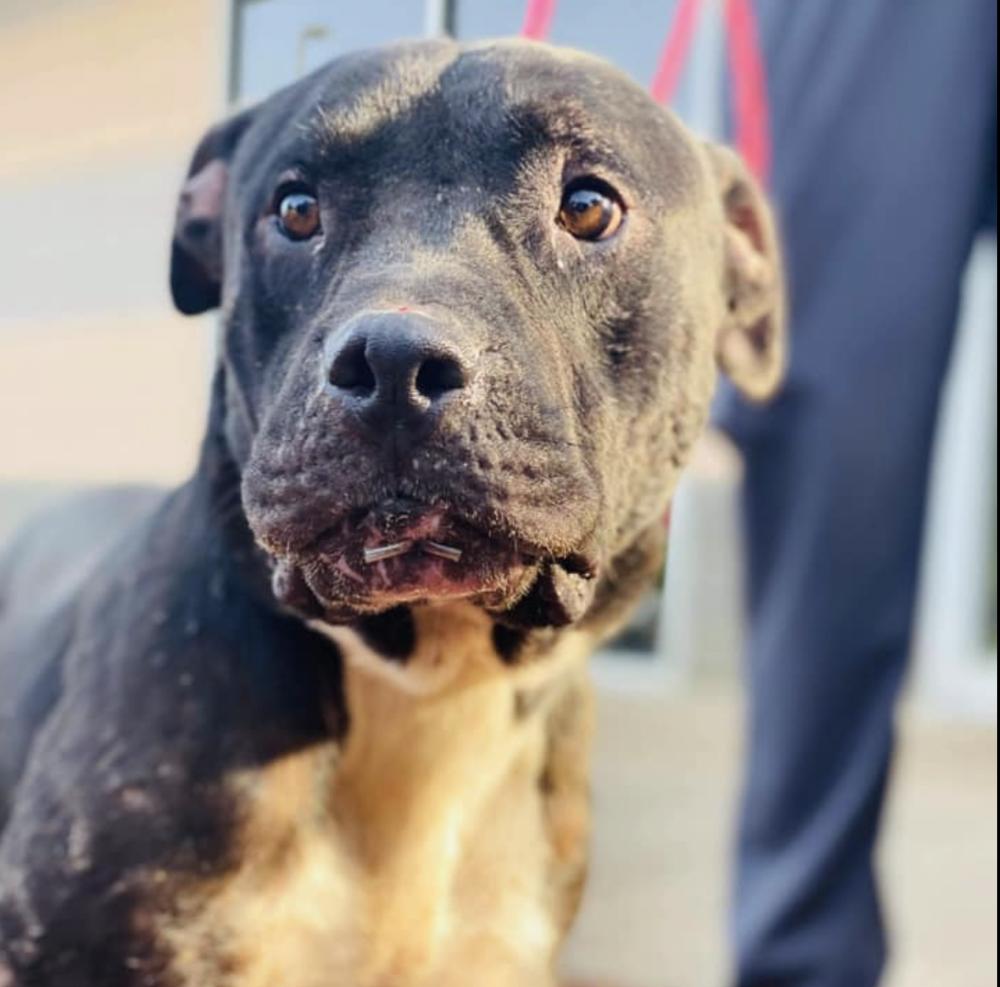 Enlarge Ryder, a Adopted mixed breed in Long Island City, NY image 2/6