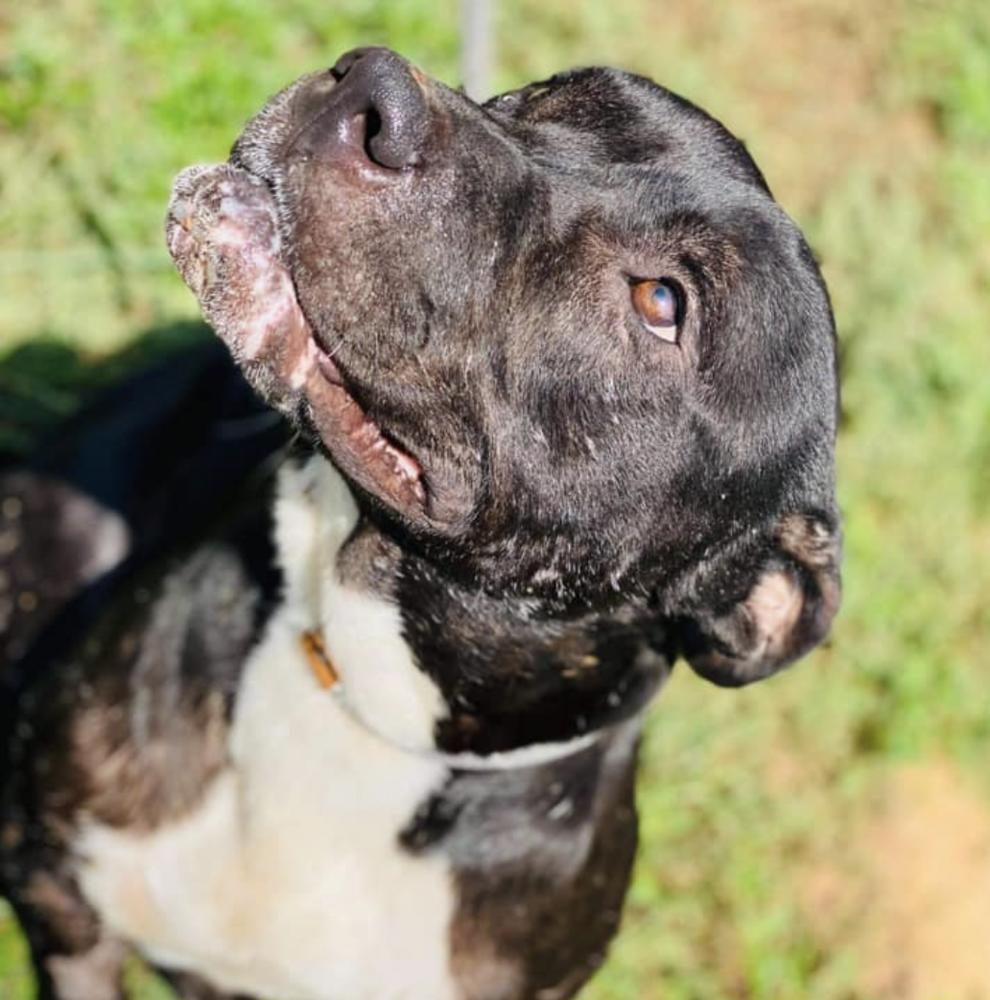 Enlarge Ryder, a Adopted mixed breed in Long Island City, NY image 3/6