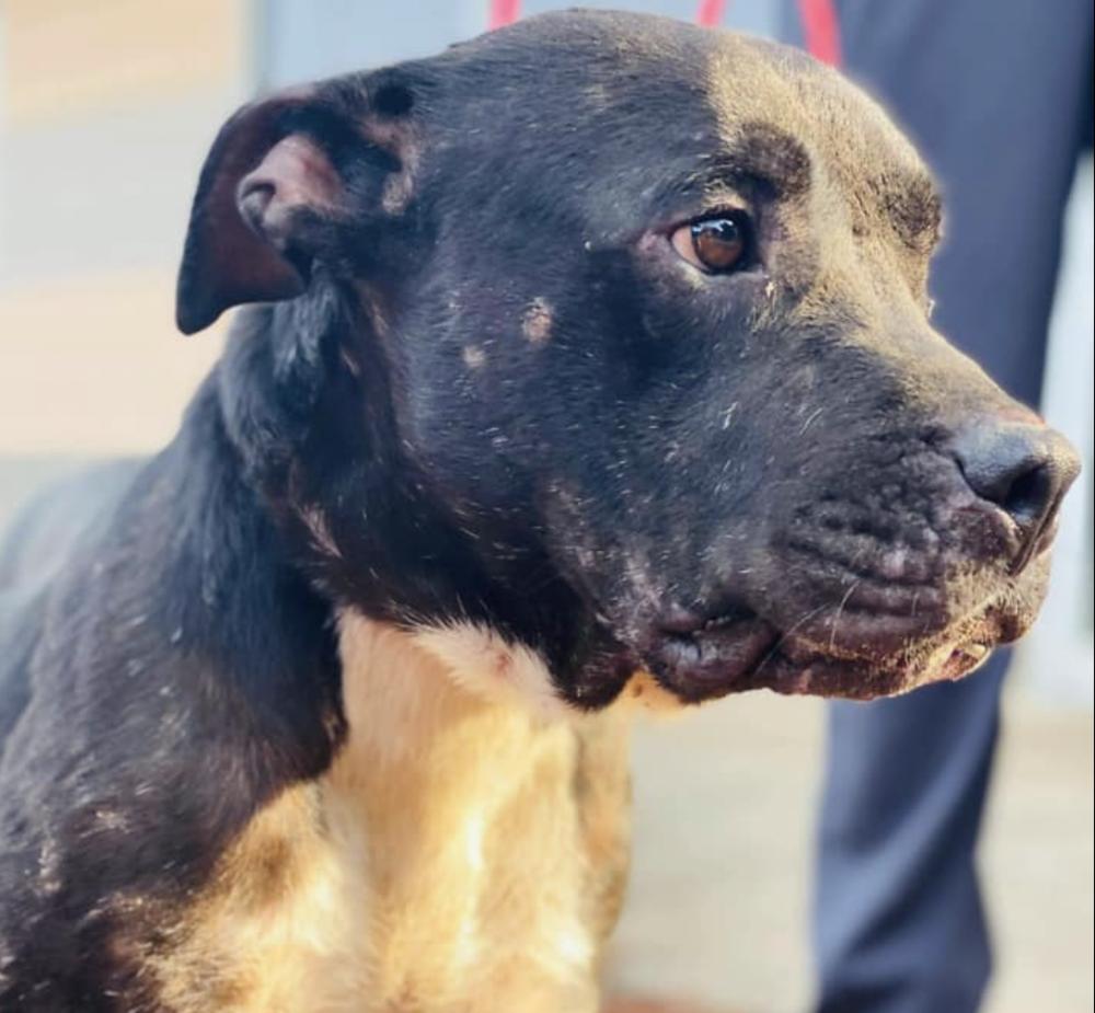 Enlarge Ryder, a Adopted mixed breed in Long Island City, NY image 5/6