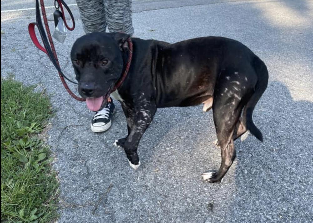 Enlarge Ryder, a Adopted mixed breed in Long Island City, NY image 6/6