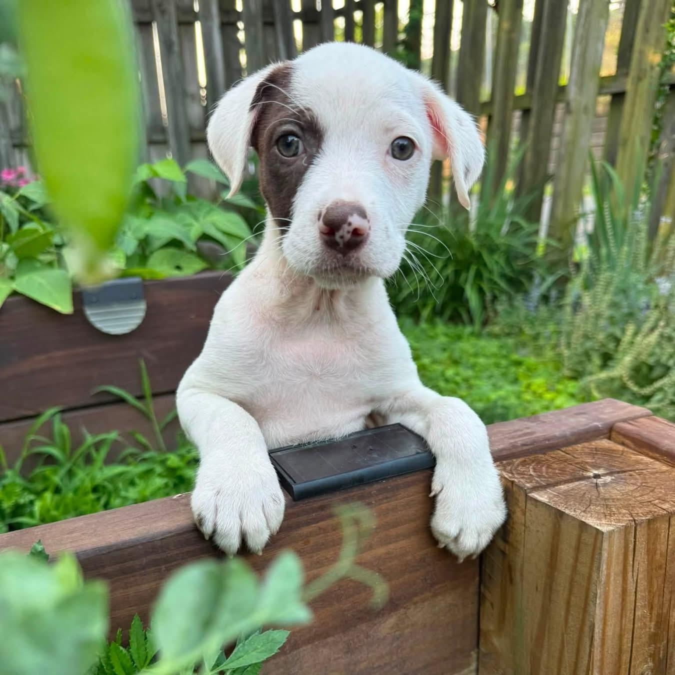 Darla, ADOPTABLE, Puppy Female Terrier.