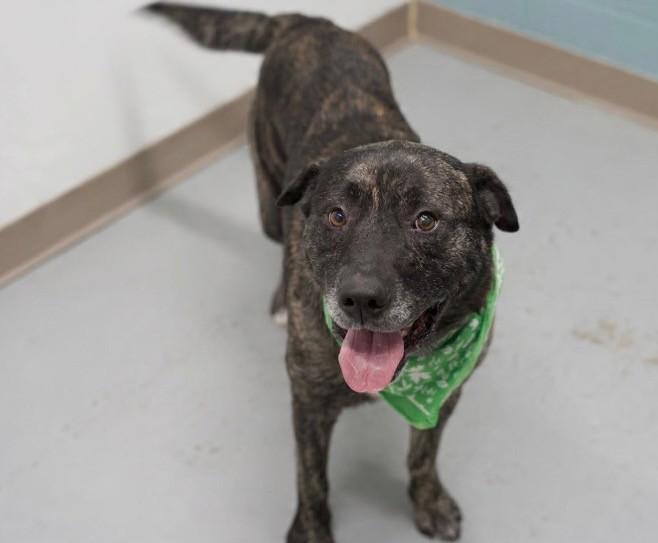 Enlarge Archie, a ADOPTABLE mixed breed in Fayetteville, AR image 4/5