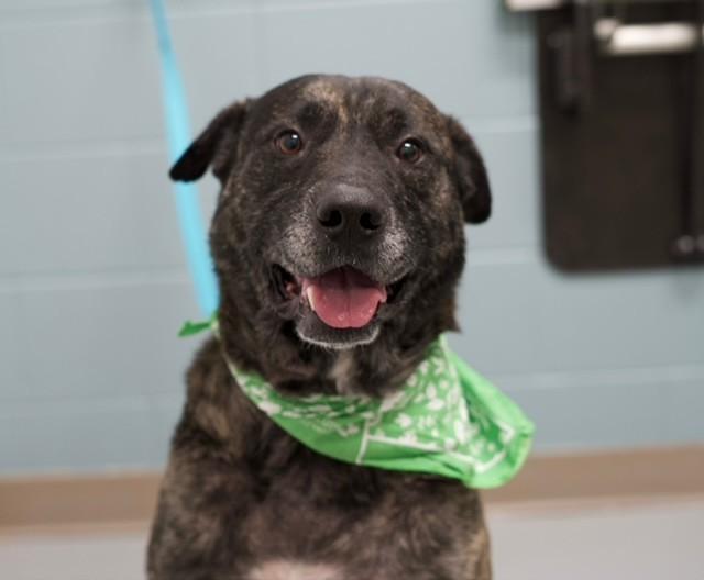 Enlarge Archie, a ADOPTABLE mixed breed in Fayetteville, AR image 1/5