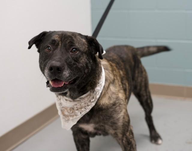 Enlarge Archie, a ADOPTABLE mixed breed in Fayetteville, AR image 5/5