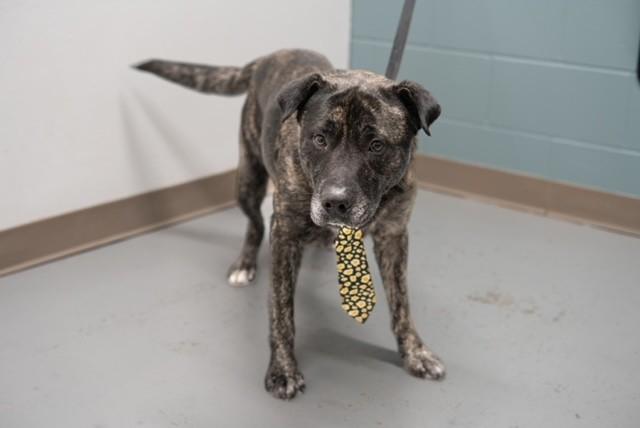Enlarge Archie, a ADOPTABLE mixed breed in Fayetteville, AR image 2/5