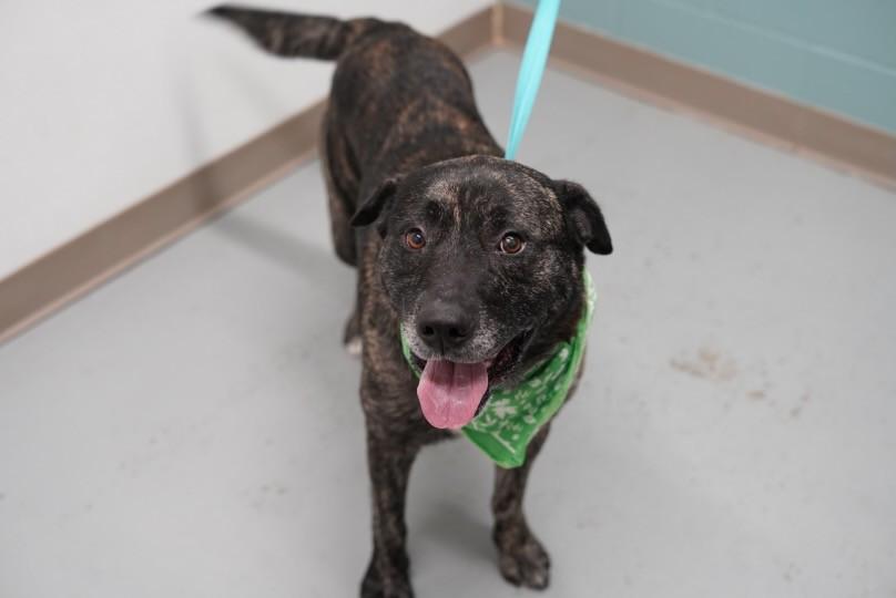 Enlarge Archie, a ADOPTABLE mixed breed in Fayetteville, AR image 3/5