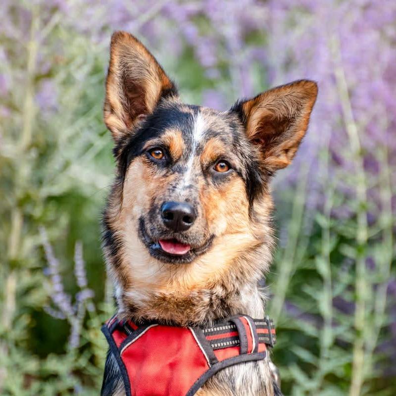 Scarlet, ADOPTABLE, Young Female Australian Shepherd & Border Collie.