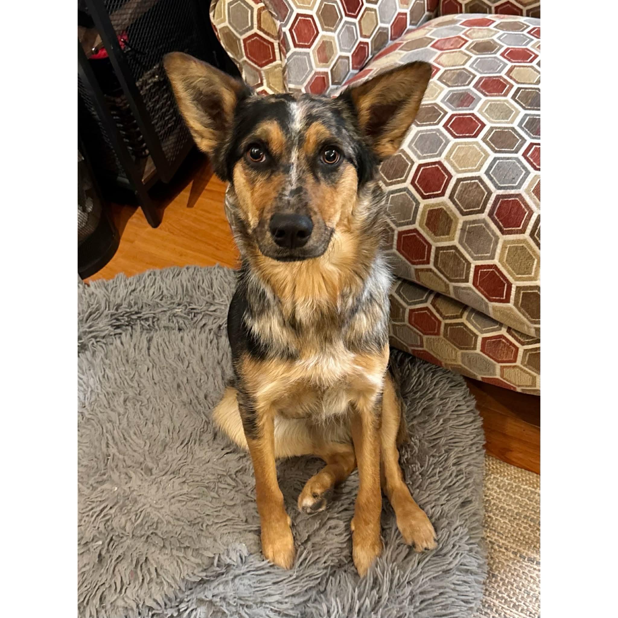 Enlarge Scarlet, a ADOPTABLE mixed breed in Boulder, CO image 1/6