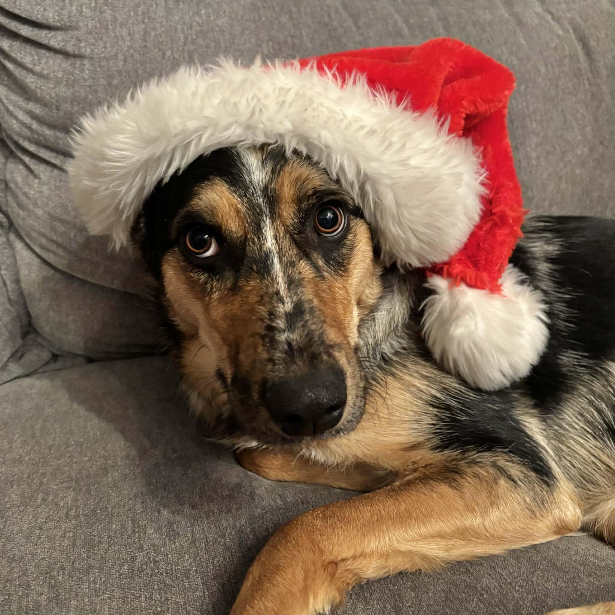 Enlarge Scarlet, a ADOPTABLE mixed breed in Boulder, CO image 2/6