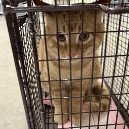 Enlarge Bailiff, an adopted mixed breed in Rapid City, SD image 1/1