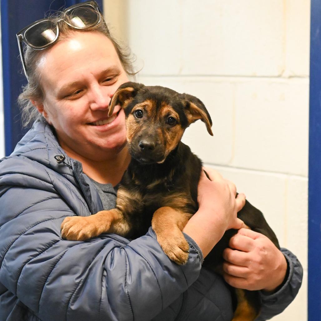Molly, Adoptable, Puppy Female Mixed Breed.