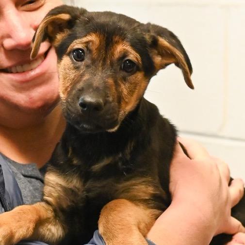 Molly, a Adoptable Mixed Breed in Richmond, VA image 2/2