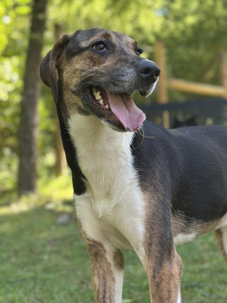 Enlarge Crumb, a Adoptable mixed breed in Pottstown, PA image 1/6