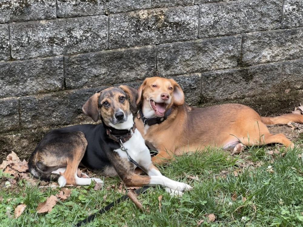 Enlarge Crumb, a Adoptable mixed breed in Pottstown, PA image 2/6