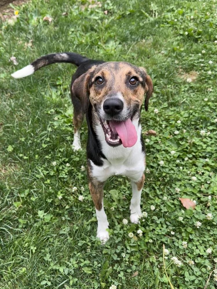 Enlarge Crumb, a Adoptable mixed breed in Pottstown, PA image 3/6