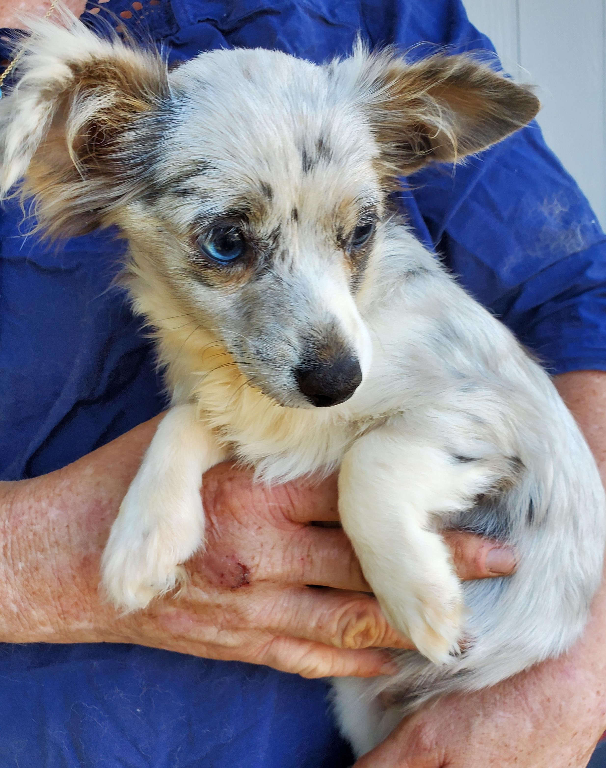 Sunshine, ADOPTABLE, Puppy Female Chihuahua.