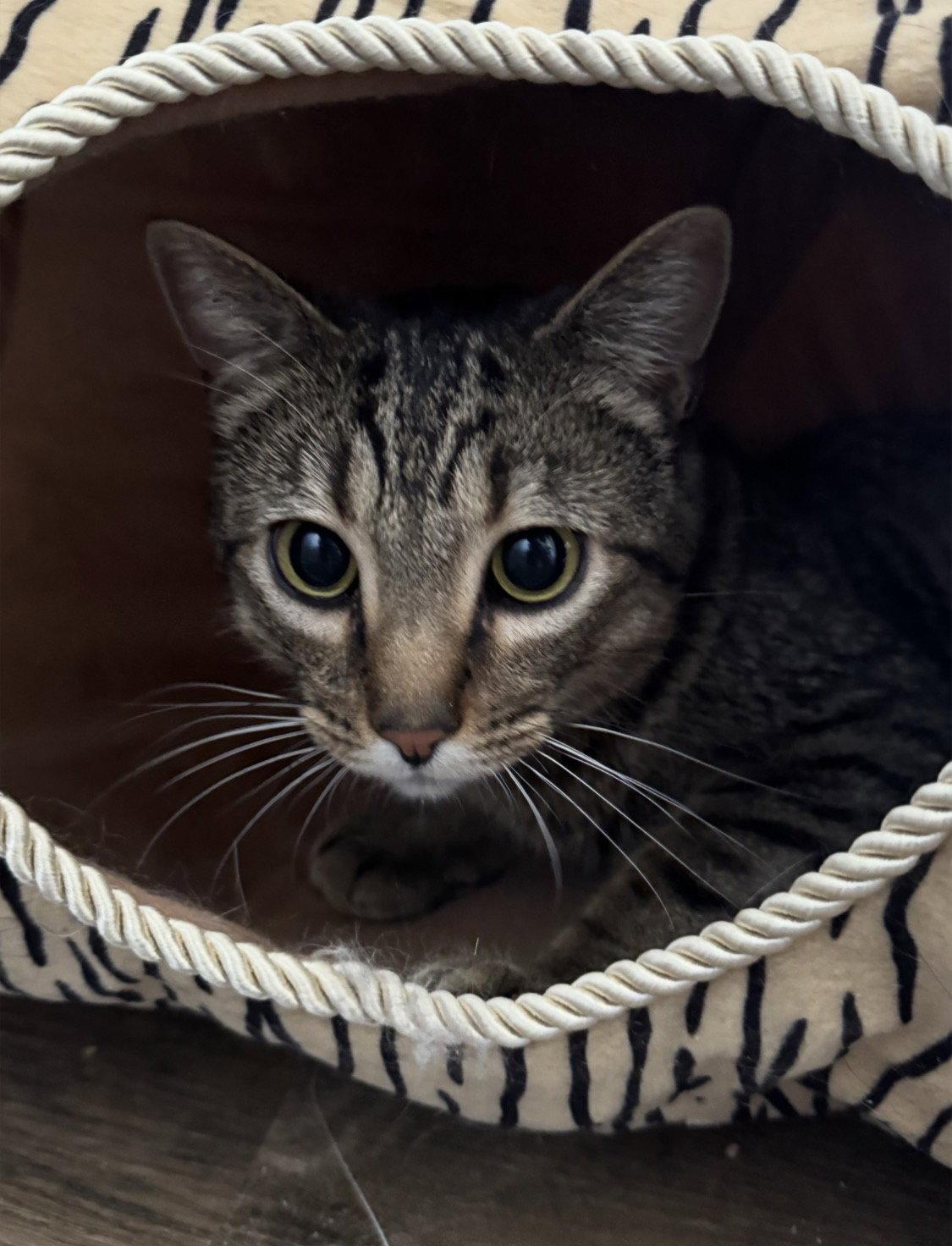 Rudy/Calvin, Adoptable, Young Male American Shorthair.
