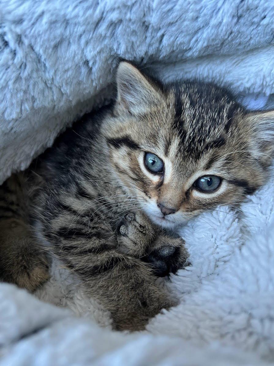 Enlarge Rudy/Calvin, a Adoptable American Shorthair in Lake Saint Louis, MO image 2/2