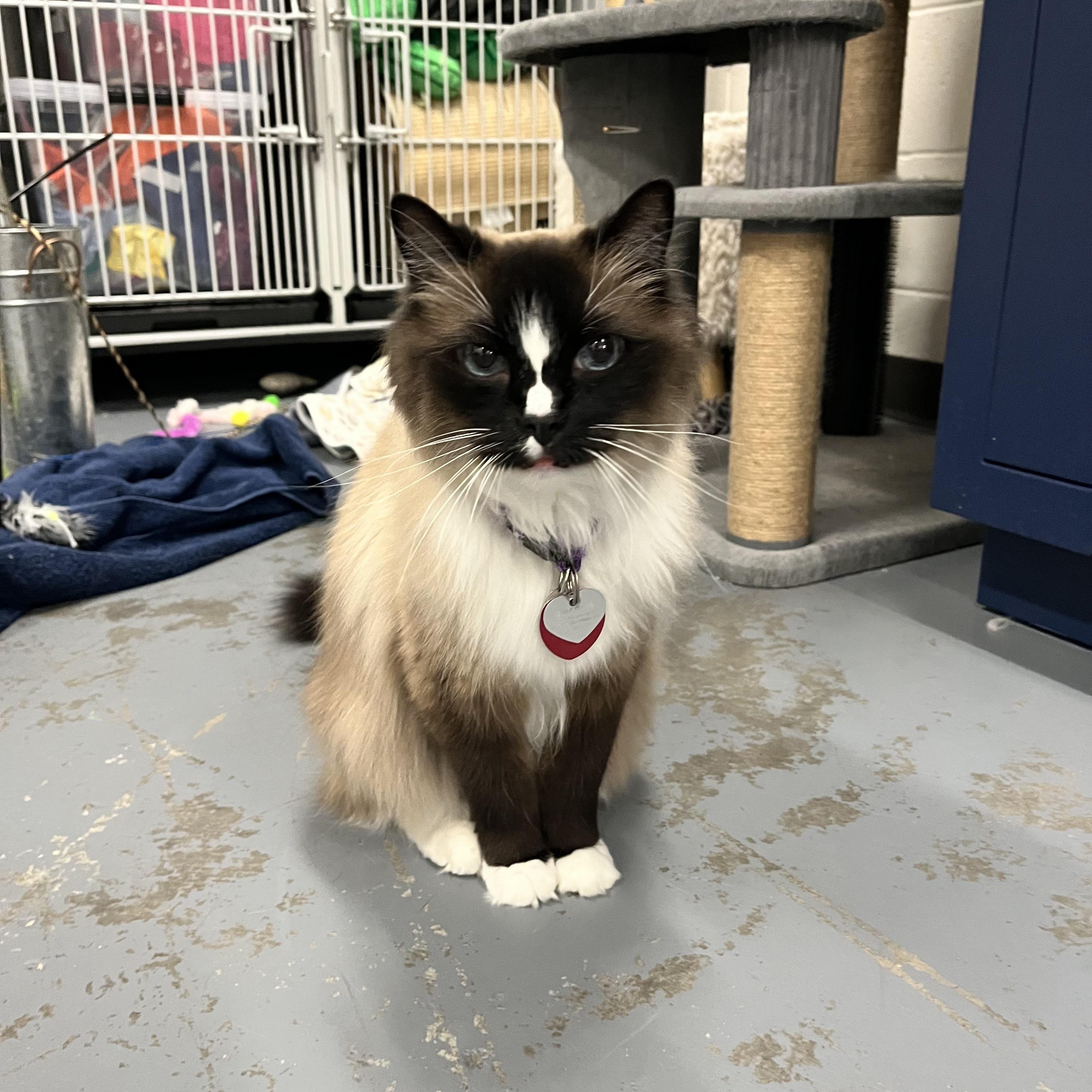 Enlarge Charlie, a ADOPTABLE Ragdoll in Mount Pleasant, SC image 1/2
