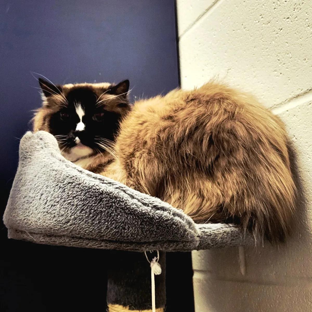 Enlarge Charlie, a ADOPTABLE Ragdoll in Mount Pleasant, SC image 2/2