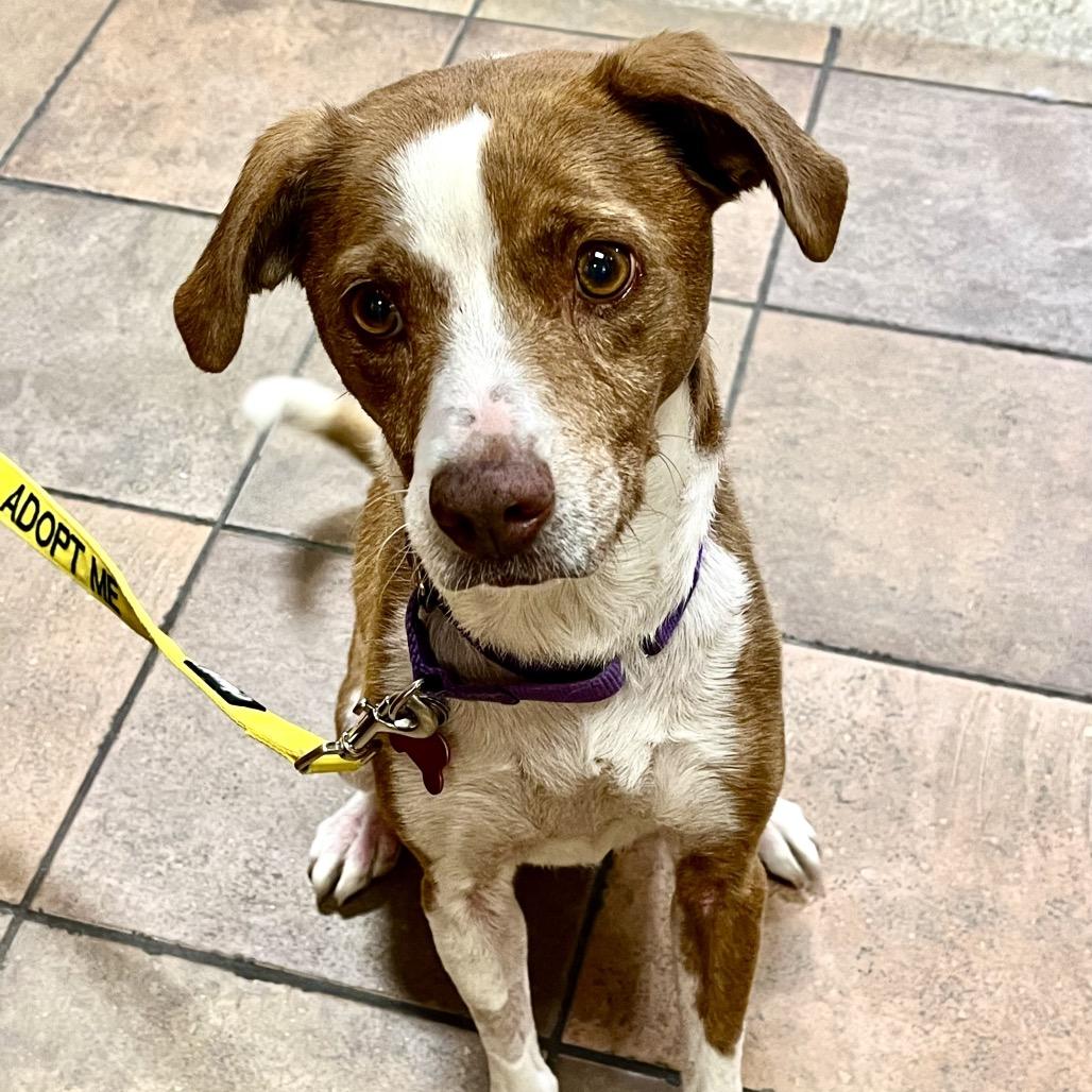 Enlarge Florence 50887, a Adoptable mixed breed in Las Vegas, NV image 1/6