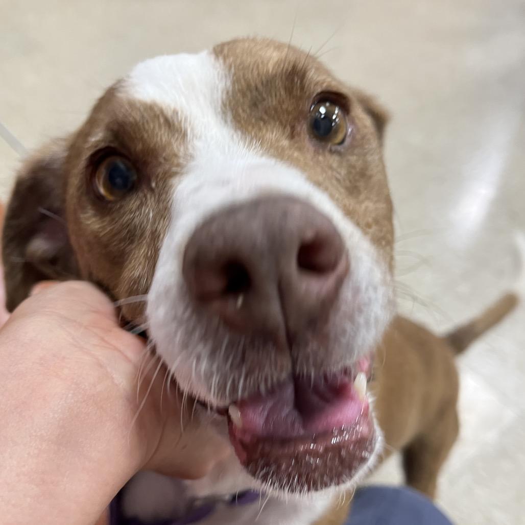 Enlarge Florence 50887, a Adoptable mixed breed in Las Vegas, NV image 2/6